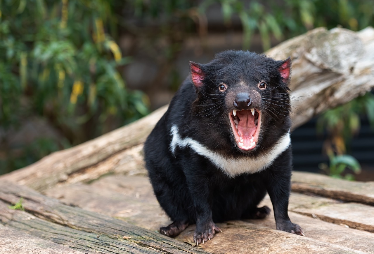 Imagen demonio de tasmania